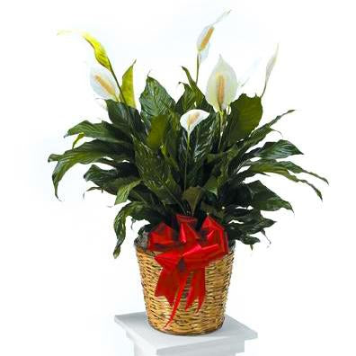 Flower Delivery Florist Funeral Sympathy Naples Peace Lily