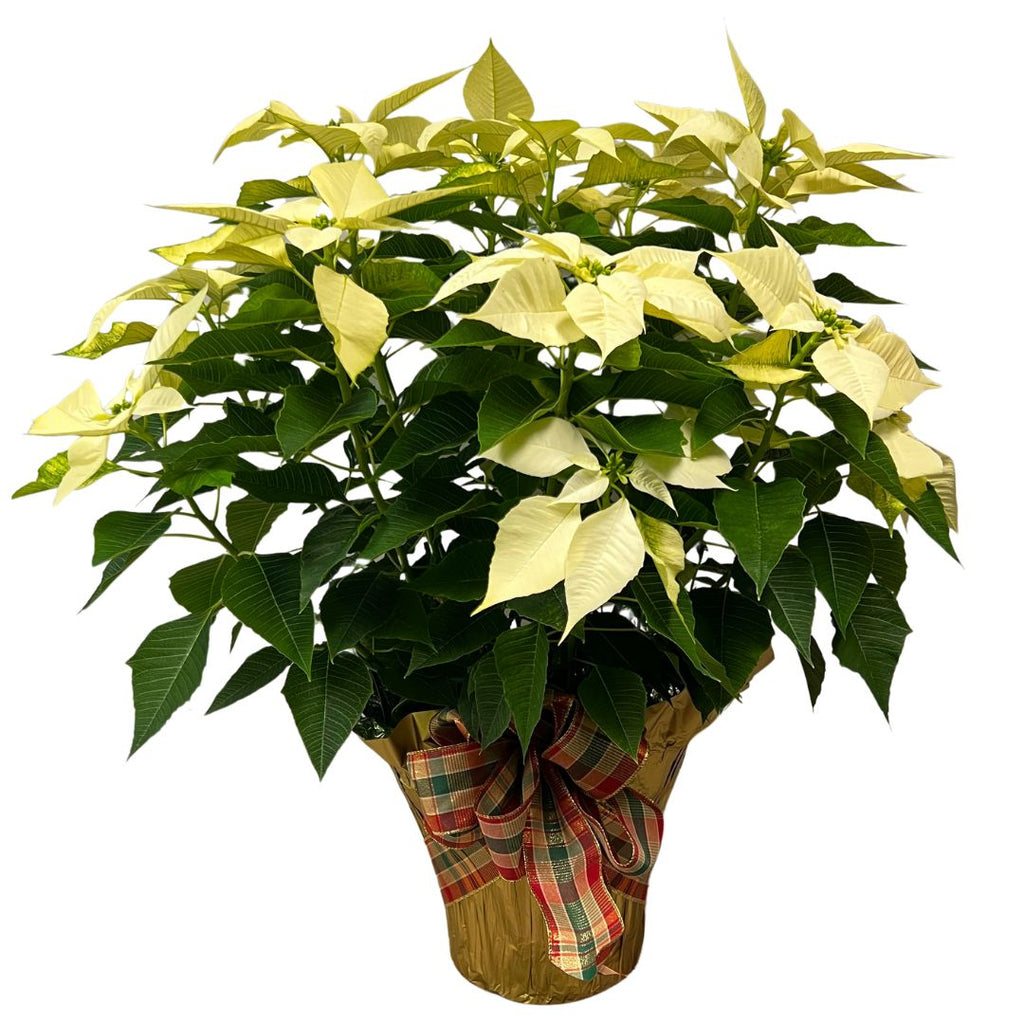 Classic Poinsettia