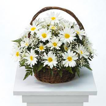 Flower Delivery Florist Funeral Sympathy Naples Humble Daisy Basket